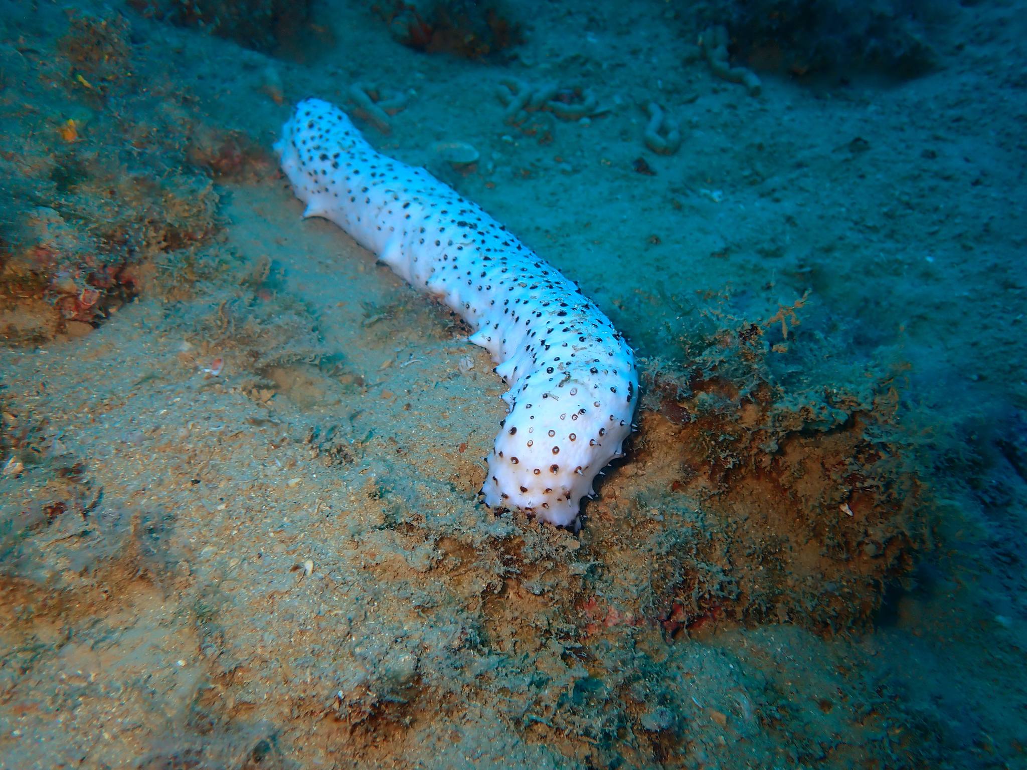 Albino mořská okurka v chorvatském Jaderském moři