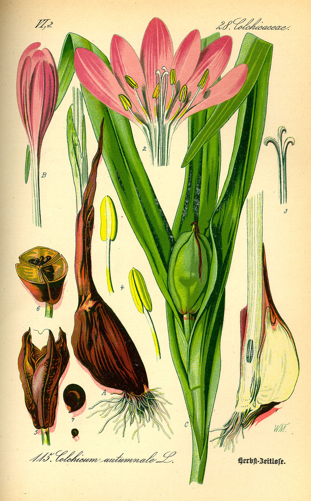 Podzimní krokus (Colchicum autumnale)