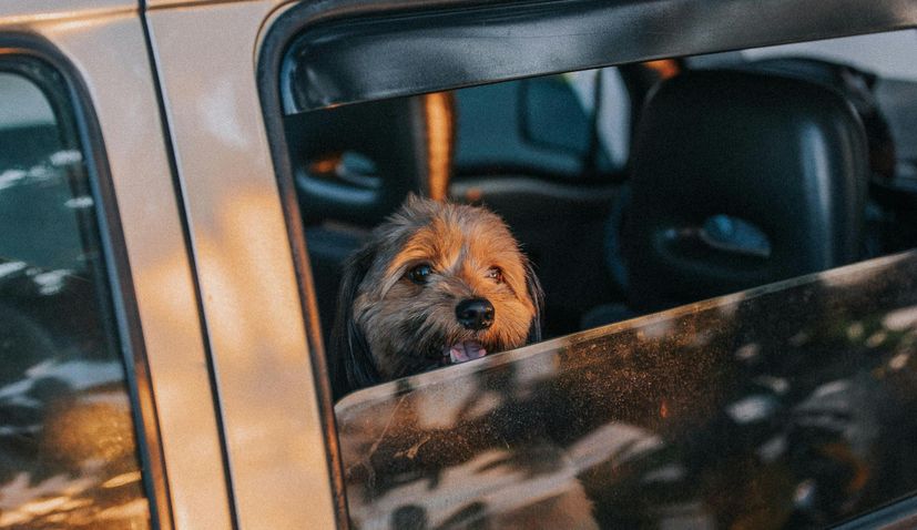 Služby přepravy domácích mazlíčků se v Chorvatsku stanou populárnějšími se zprávami, že Uber spouští Uber Pet.