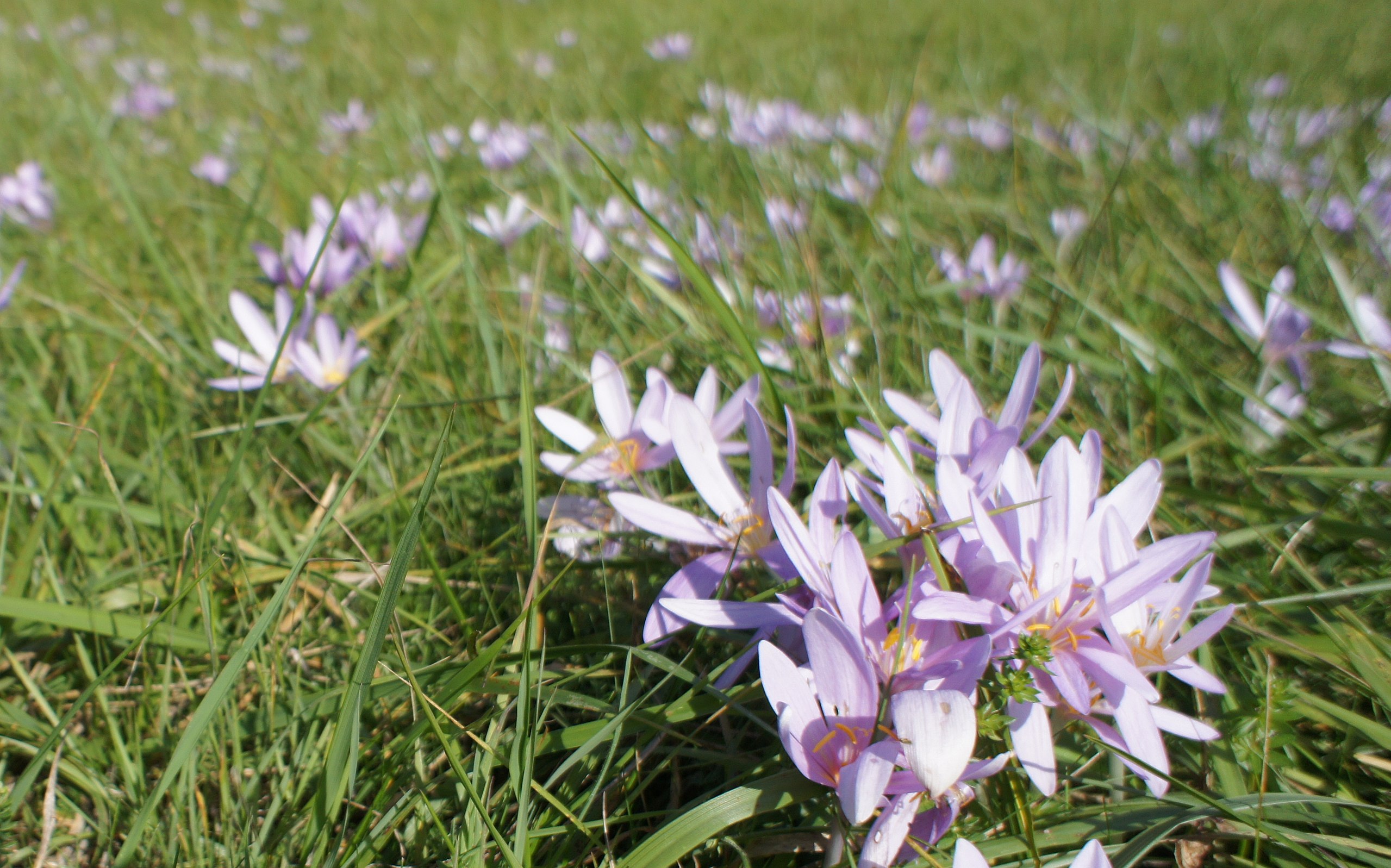 Podzimní krokus (Colchicum autumnale)