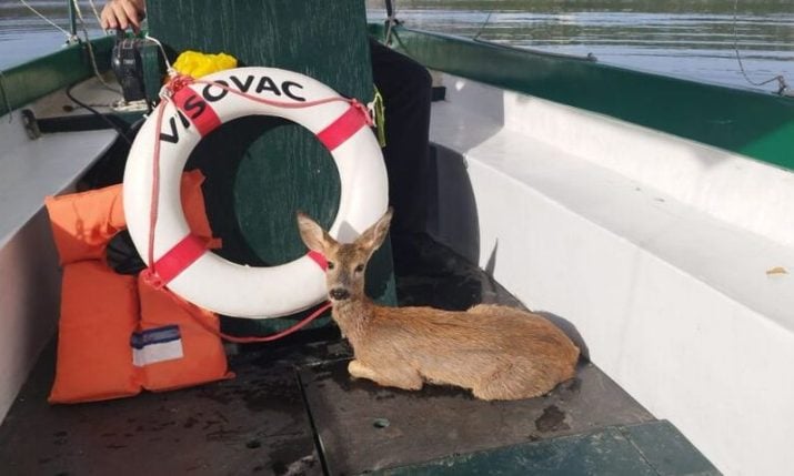 Záchrana kolouchů ve Visovaci zdůrazňuje potřebu zodpovědného chování návštěvníků