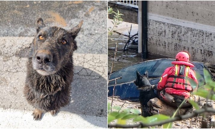 Hrdinný záchranářský pes z Korčuly pomáhá obětem povodní v Bosně