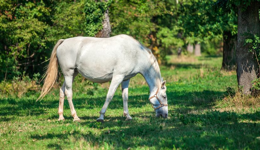 Chovatelé chorvatských lipicánů se spojili, aby ochránili své dědictví