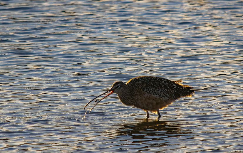 štíhlý zobák curlew