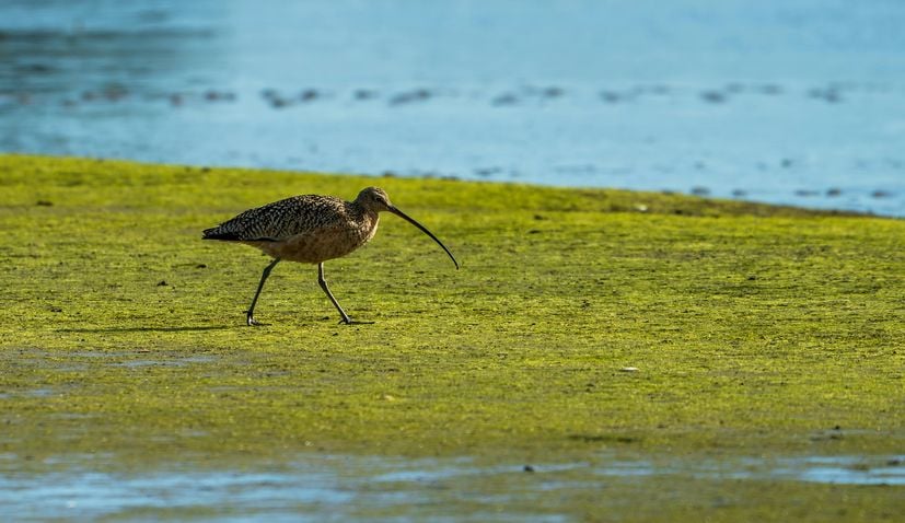 štíhlý zobák curlew